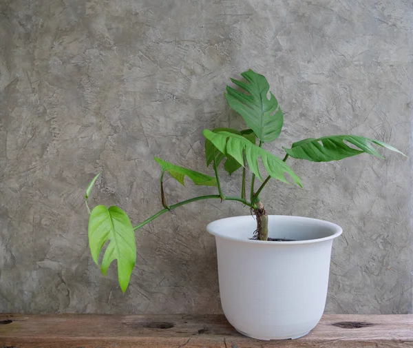 Yerli Monstera (Epipremnum pinnatum) Ahşap raf beton duvarında yeşil saksı bitkisi, tropikal konaklama bitkisi her zaman yeşil asmalar çalıları temizler ve iç dekorasyon