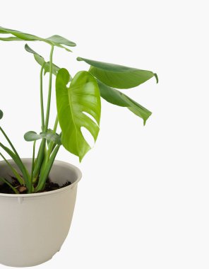 Monstera Deliciosa beyaz çiçekli egzotik yeşil yaprak izole beyaz arka planda kırpma yolu ile