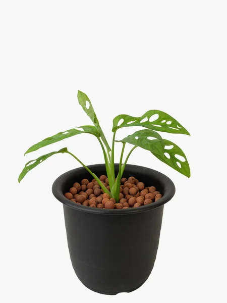 Monstera Adansonii Exotic Green Leaf Black Flower Potted Isolated White — Stock Photo, Image