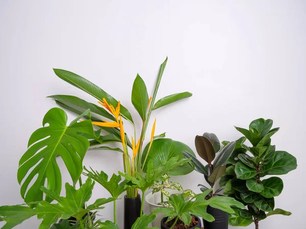 海洛尼亚花和室内植物绿叶自然空气净化与Monstera Philodendron Xanadu Zamioculcas Zamifolia 蛇科植物 Fiddle Fig Pot 著名的室内树 — 图库照片