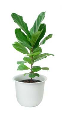 Fiddle fig tree with beautiful big green leaf for decoration in white potted isolated on white include clipping path clipart
