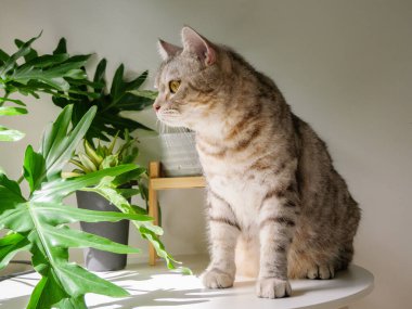 Şirin kedi, masa ve hava temizleyici ağaç üzerine otur. Canavar, Sansevieria oturma odasında.