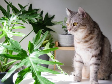 Şirin kedi, masa ve hava temizleyici ağaç üzerine otur. Canavar, Sansevieria oturma odasında.