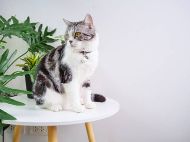 Şirin kedi, masa ve hava temizleyici ağaç üzerine otur. Canavar, Sansevieria oturma odasında.