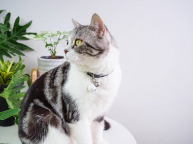 Şirin kedi, masa ve hava temizleyici ağaç üzerine otur. Canavar, Sansevieria oturma odasında.