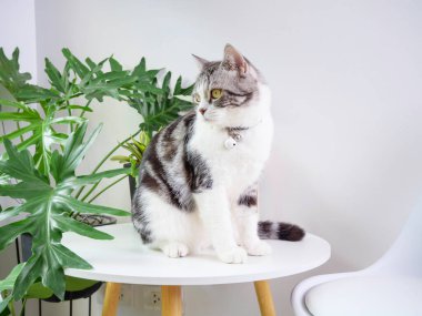 Şirin kedi, masa ve hava temizleyici ağaç üzerine otur. Canavar, Sansevieria oturma odasında.
