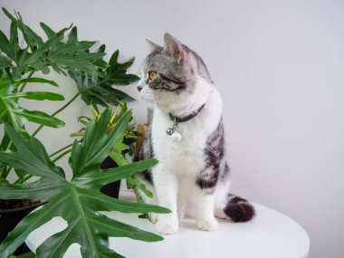 Şirin kedi, masa ve hava temizleyici ağaç üzerine otur. Canavar, Sansevieria oturma odasında.