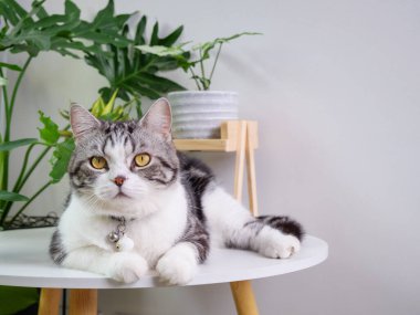 Şirin kedi, masa ve hava temizleyici ağaç üzerine otur. Canavar, Sansevieria oturma odasında.
