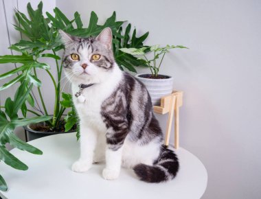 Şirin kedi, masa ve hava temizleyici ağaç üzerine otur. Canavar, Sansevieria oturma odasında.