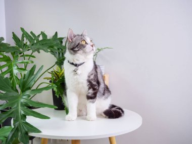Şirin kedi, masa ve hava temizleyici ağaç üzerine otur. Canavar, Sansevieria oturma odasında.