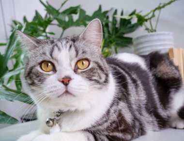 Şirin kedi, masa ve hava temizleyici ağaç üzerine otur. Canavar, Sansevieria oturma odasında.