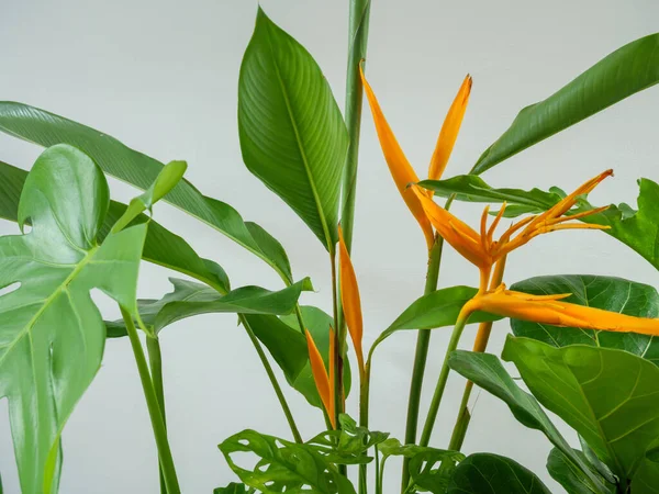 ヘリコニアの花や家の植物緑の葉は モンステラ フィロデンドロンザナドゥ ザミイコカスザミフォリア ヘビの植物 フィドルで自然空気浄化ポットの図 有名なインテリアツリー — ストック写真