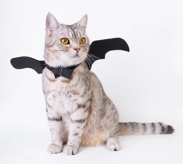 Halloween Gato Retrato Gatinho Desgaste Preto Morcego Asa Isolada Fundo — Fotografia de Stock