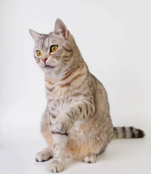 Tabby Cat Sitting While Raised Its Front Paws Looking Forword — Stock Photo, Image