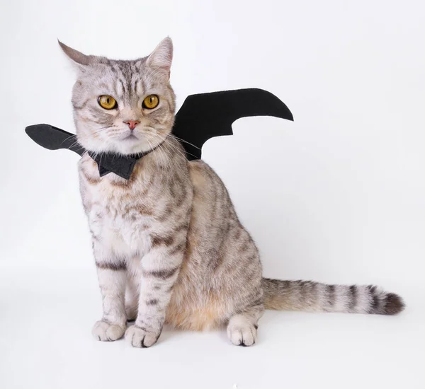 Halloween Gato Retrato Gatinho Desgaste Preto Morcego Asa Isolada Fundo — Fotografia de Stock