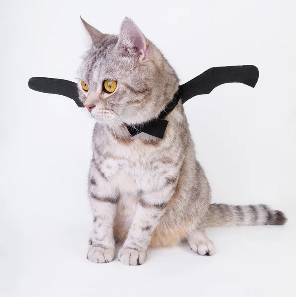 Halloween Kočka Portrét Kočička Nosit Černé Bat Křídlo Izolované Bílém — Stock fotografie