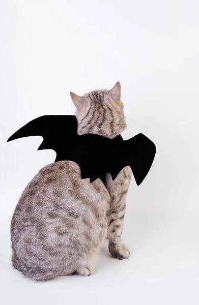 Halloween Katze Porträt Kätzchen Tragen Schwarzen Fledermausflügel Isoliert Auf Weißem — Stockfoto