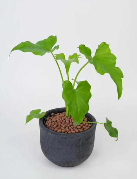 Philodendron Selloum Botanische Tropische Huis Plant Moderne Zwarte Pot Geïsoleerd — Stockfoto