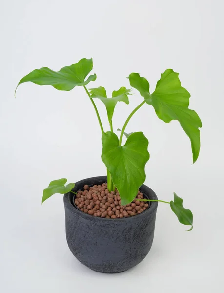 Philodendron Selloum Planta Casa Tropical Botánica Maceta Negra Moderna Aislada — Foto de Stock