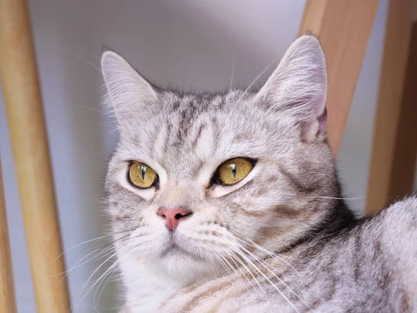 Закройте Симпатичную Кошку Красивыми Желтыми Глазами Белом Фоне Гостиной — стоковое фото