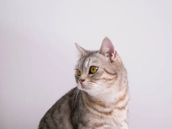 Закройте Симпатичную Кошку Красивыми Желтыми Глазами Белом Фоне — стоковое фото