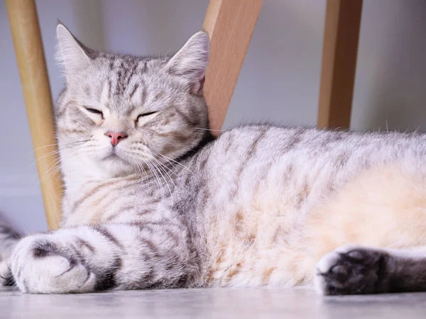 Primer Plano Lindo Gato Dormir Piso Sobre Blanco Fondo Sala — Foto de Stock