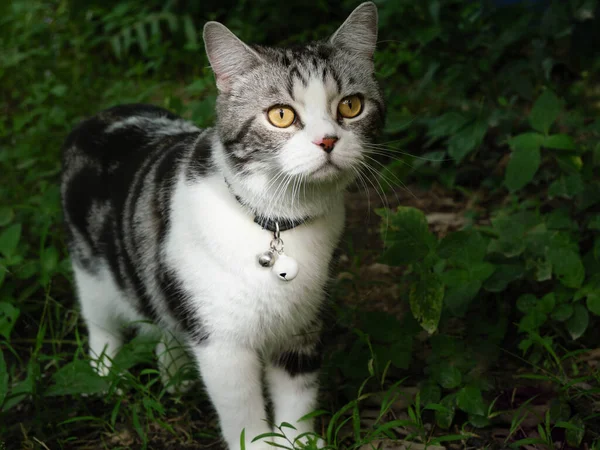 Lovely Cute Little Cat Beautiful Yellow Eyes Garden Outdoor — Stock Photo, Image