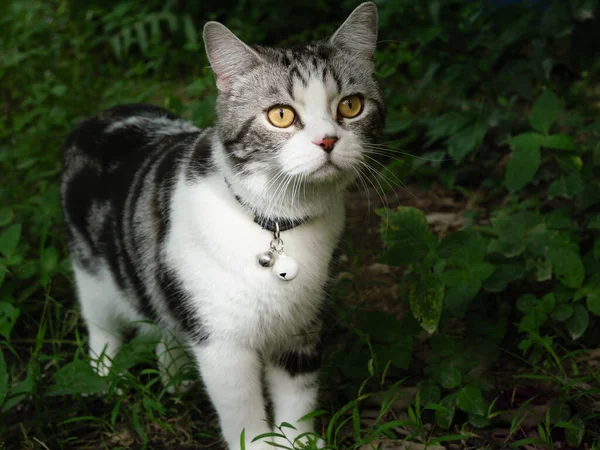 Härlig Söt Liten Katt Med Vackra Gula Ögon Trädgården Utomhus — Stockfoto