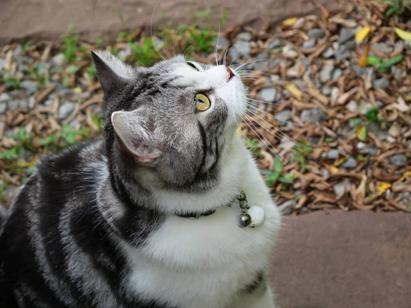 Krásná Roztomilá Malá Kočka Krásnými Žluté Oči Zahradě Venku — Stock fotografie