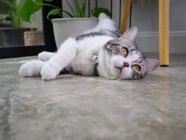 Cute Cat Lie Floor Air Purifier Tree Monstera Flower Pot — Stock Photo, Image
