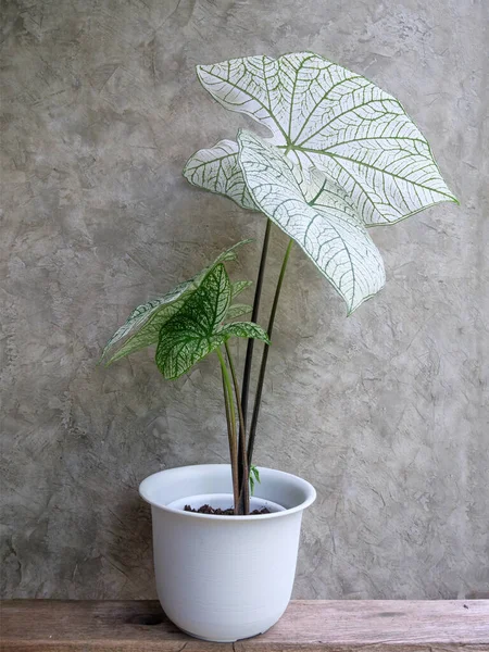 Vacker Caladium Bicolor Vent Araceae Ängel Vingar Krukväxter Modern Vit Stockbild