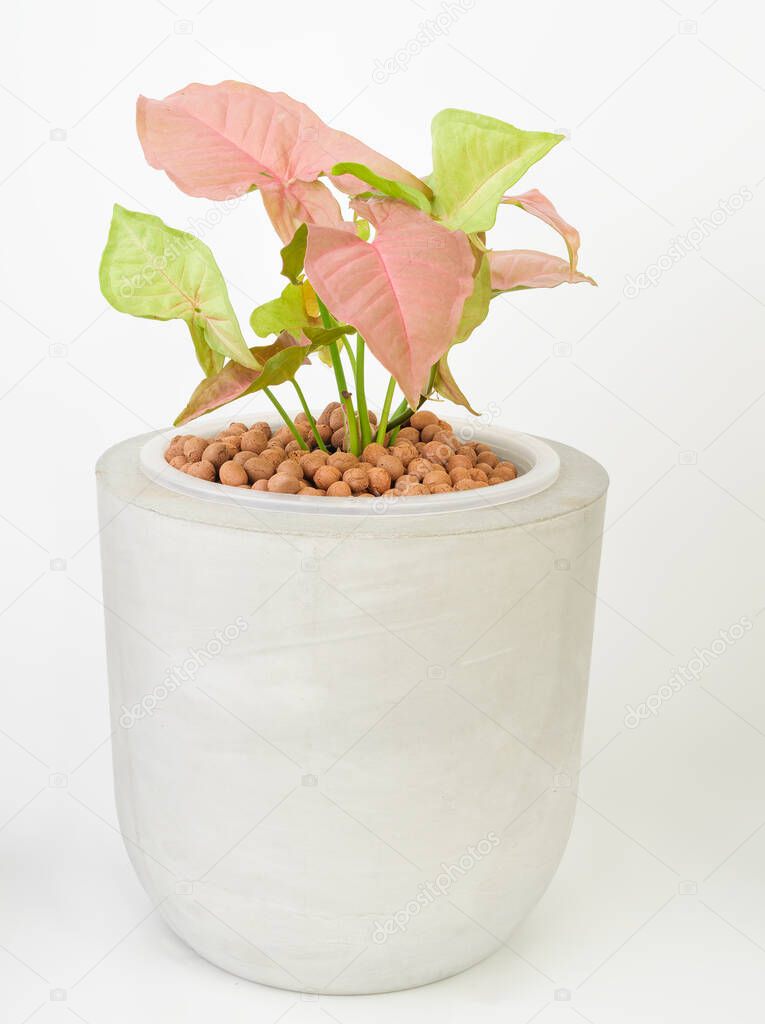 Beautiful pink Syngonium with leca ball to growth plant in concrete pot on white background