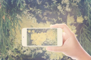 Smartphone kullanarak el vintage Kasımpatı çiçeği fotoğrafı 