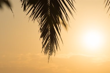 Golden sunset arka plan ile siluet palmiye yaprakları
