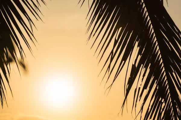 Silueta hoja de palma con fondo dorado al atardecer — Foto de Stock