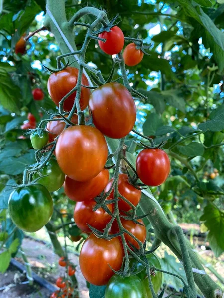 Bir sürü taze domates serada ve çalıların üzerinde.