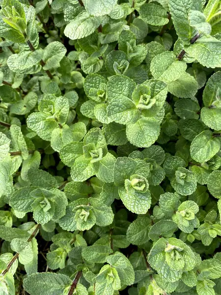 Fresh Cut Mint Fro Garden — Stok Foto