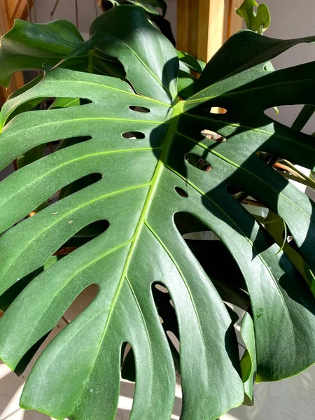 Canavar Yeşili Yapraklar Canavar Deliciosa Arka Plan Philodendron Canavar Dokuları — Stok fotoğraf