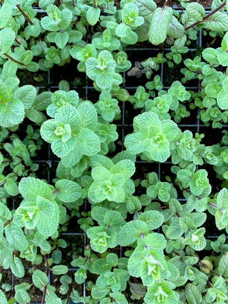 Mentha Las Hojas Menta Son Aromáticas Casi Exclusivamente Hierbas Perennes —  Fotos de Stock