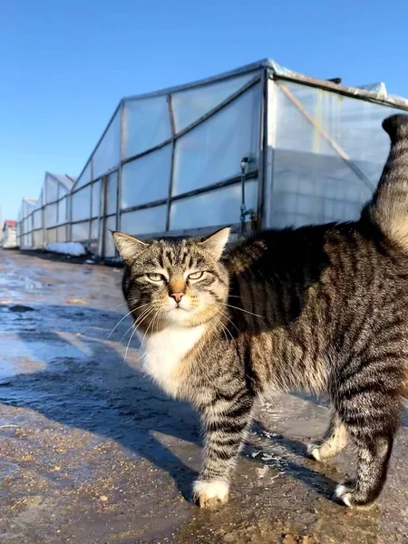 Ontevreden Kat Achtergrond Van Kassen — Stockfoto