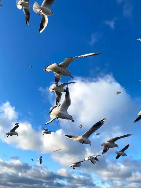 갈매기들이 하늘을 날아다닌다 — 스톡 사진