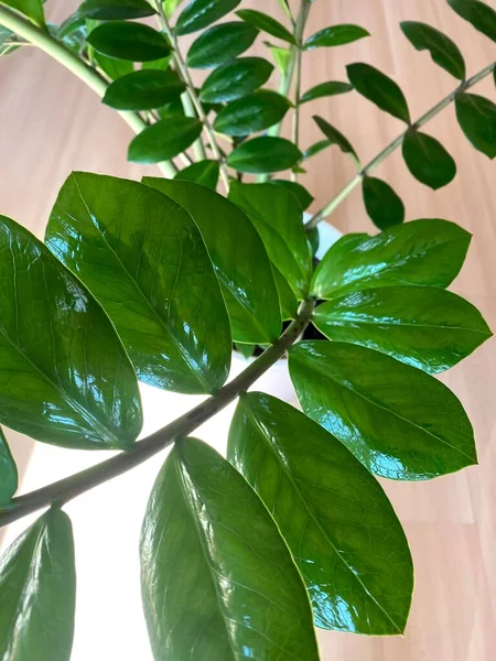 Zamioculcas Zamifolia Dollar Boom Geschikt Voor Het Decoreren Van Huis — Stockfoto