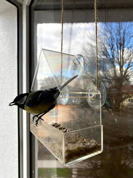 Portrait of juvenile great tit with seed in his mouth sitting on bird feeder