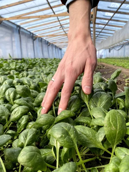 Çiftçi tarlada ıspanak yapraklarını gösteriyor.