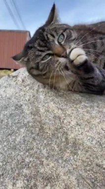 Yakından bir portre kedisi taşın üzerinde oturuyor.. 