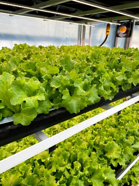 Green lettuce growing at Smart farms with hydroponics systems are modern farming for healthy and quality in smart agricultural and smart farming concepts