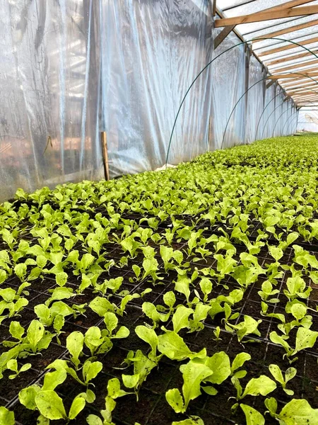 Güzel organik yeşil ve marul salatalı sebze bahçesi toprakta yetişiyor, tarım tarımı hasat ediyor..