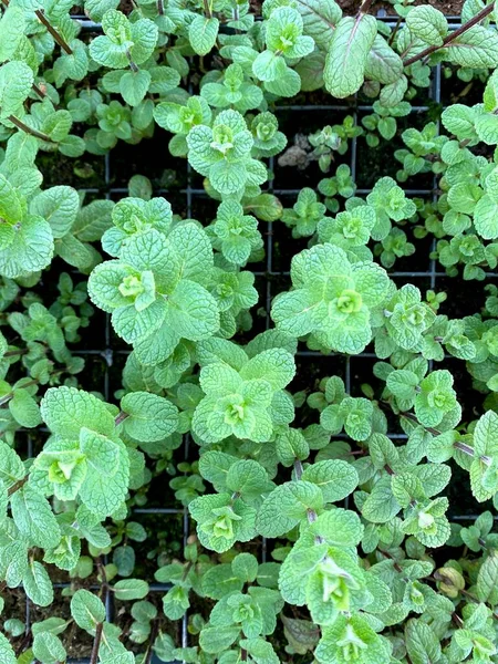 Las Plantas Menta Verde Crecen Huerto Fondo Menta Verde Fresco —  Fotos de Stock