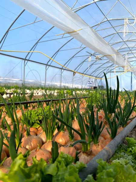 Seradaki yatak sıralarında taze taze soğan yetişiyor. Ekolojik soğan yetiştirilen topraklar. Organik tarım kavramı.