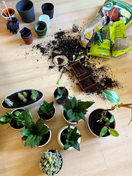 Voorbereiding Van Planten Bloemen Voor Transplantatie Zicht Van Bovenaf Begrip — Stockfoto